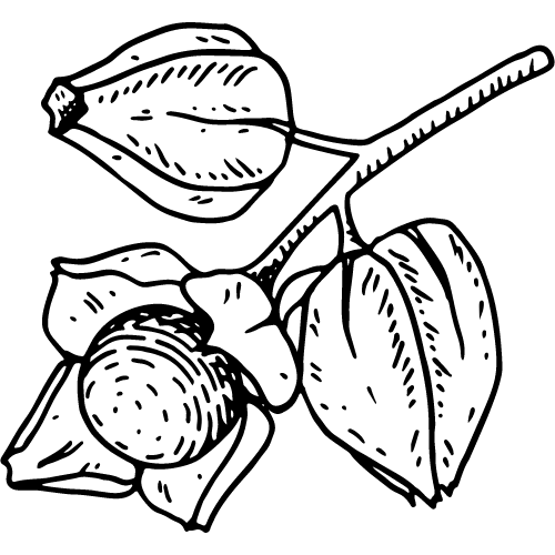 A sketch of the ashwagandha flower pod. Does ashwagandha increase height?