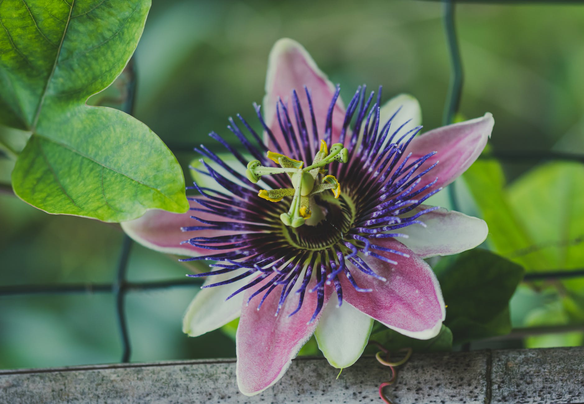 close up photo of a passion flower