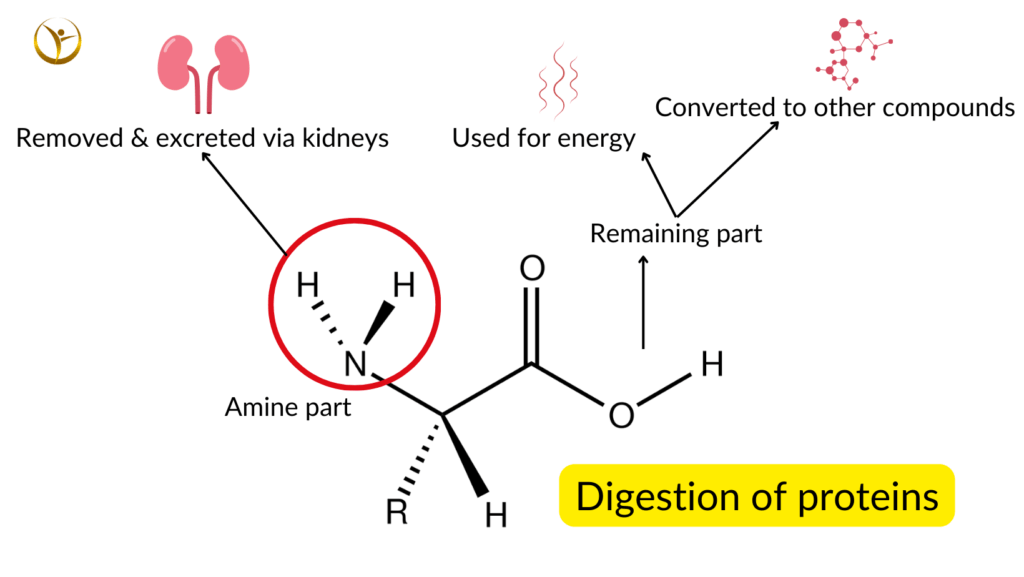 Schematic diagram showing the digestion of proteins.