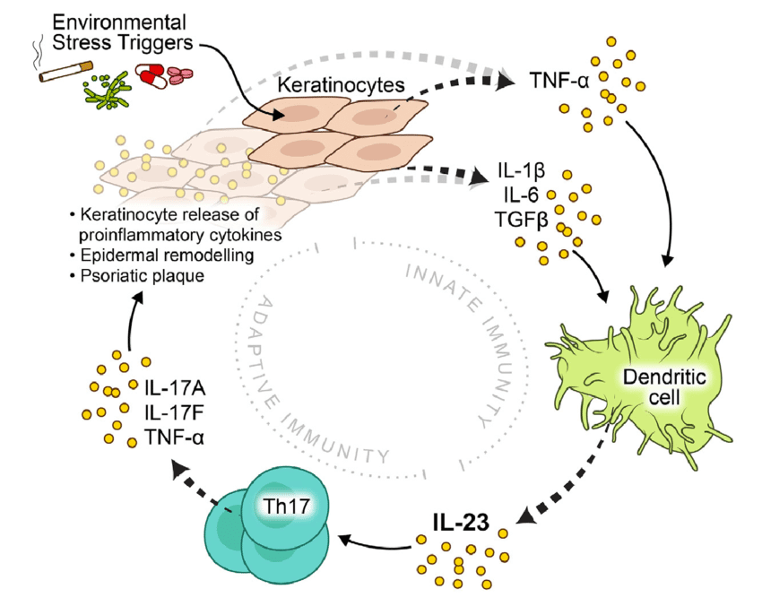 Current Model Of The Pathophysiology Of Psoriasis Il 23 Bridges The Innate And Adaptive