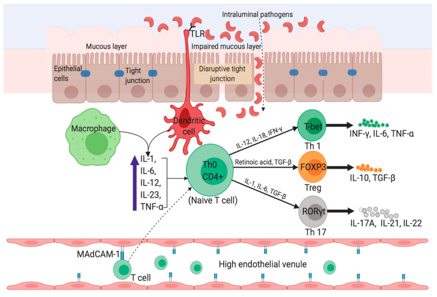 Pathophysiology In Crohns Disease The Uptake Of Luminal Microflora Stimulates