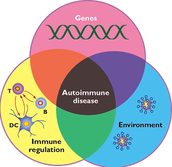 A Venn diagram showing different aspects that affect the development of autoimmune diseases